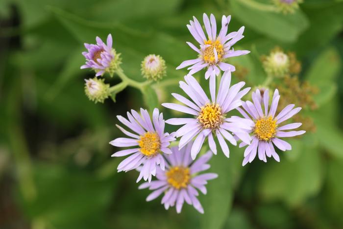 Aster