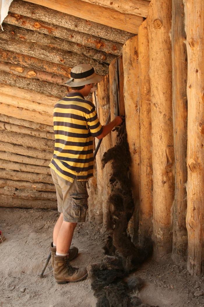 Curtis hiding the wool