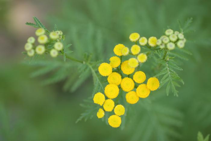 Common Tansy (Tanacetum vulgare)