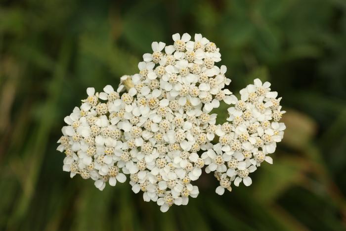 Common Yarrow (Achillea millefolium)