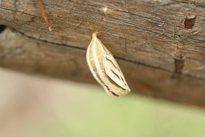 chrysalis