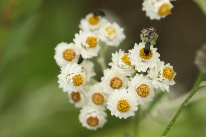 Pearly-everlasting (Anaphalis margaritacea)