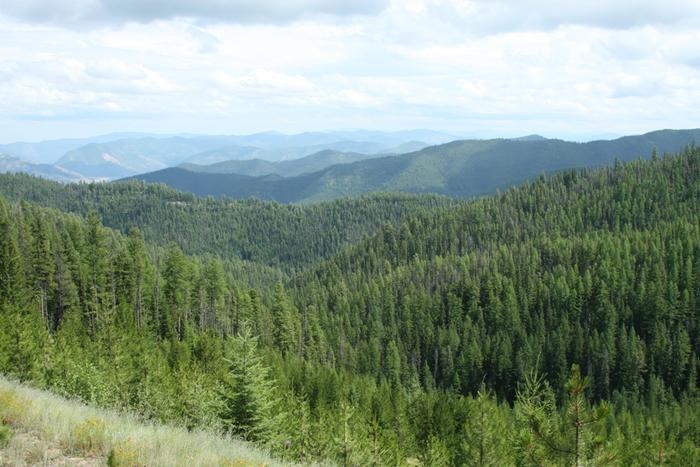 Berry picking view