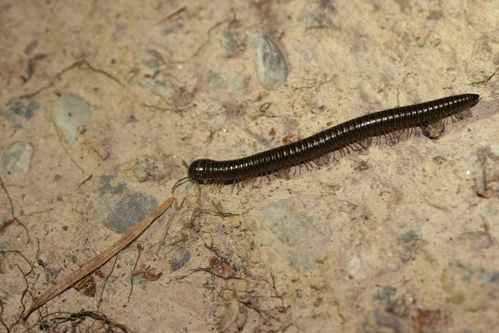 millipede