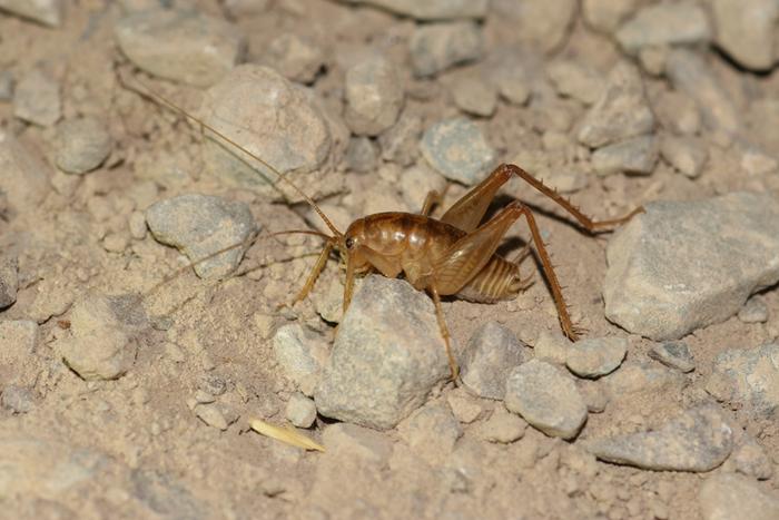 camel cricket from the family Rhaphidophoridae