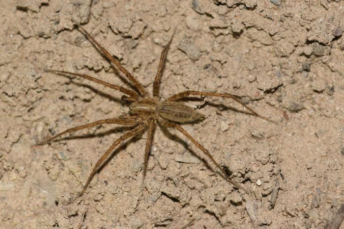 funnel weaver spider from the family Agelenidae