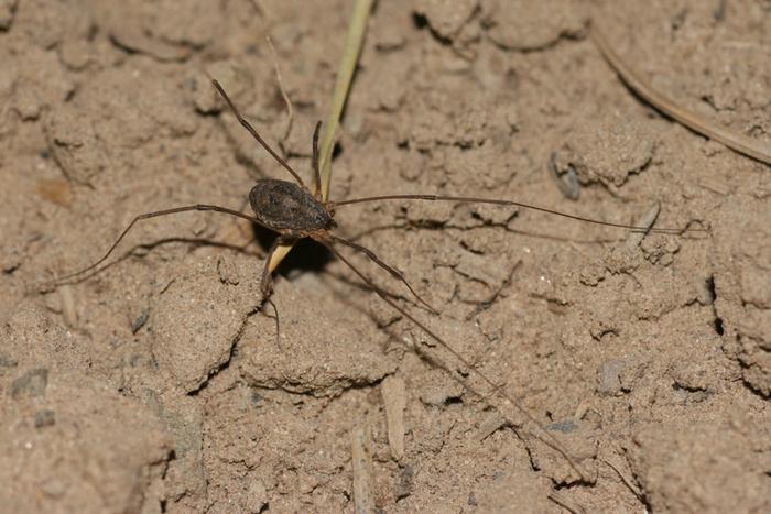 harvestmen of the order Opiliones