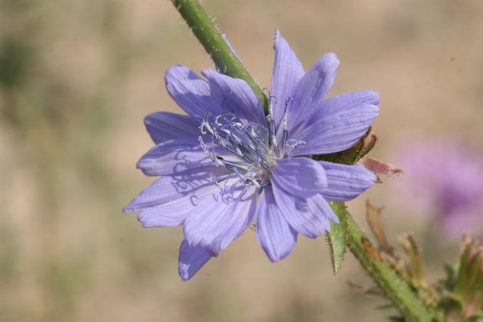 Common Chicory (Cichorium intybus)