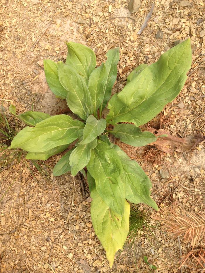 Hounds-tongue (Cynoglossum officinale)