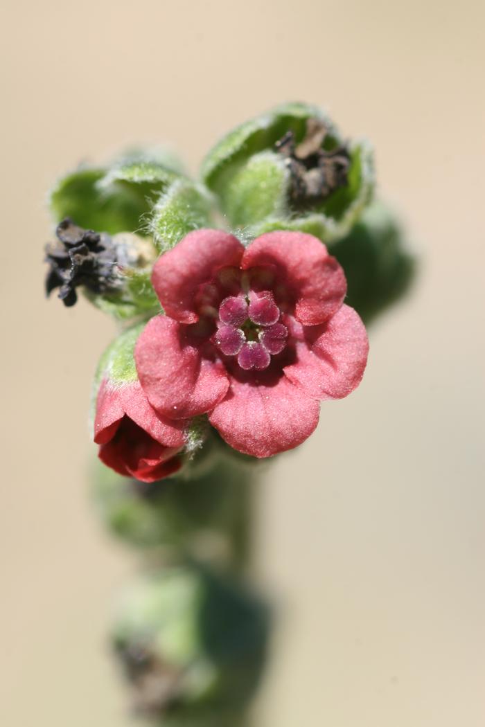 Hounds-tongue flower (Cynoglossum officinale)