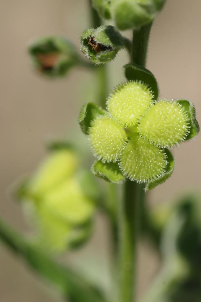 Hounds-tongue seed (Cynoglossum officinale)