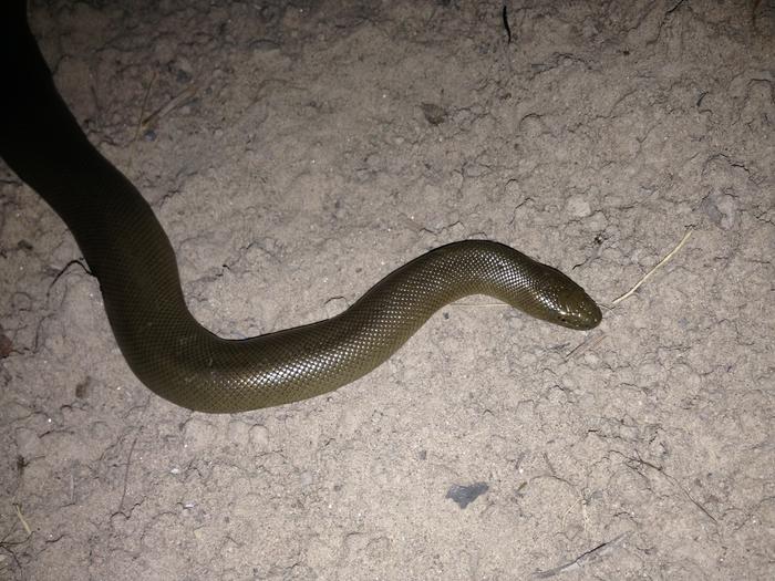 Rubber Boa (Charina bottae)