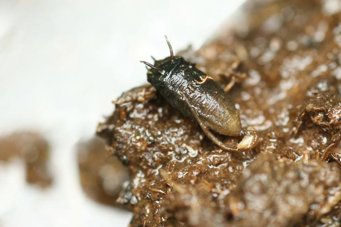 Rat-tailed maggot/Drone fly pupa (Eristalis tenax)