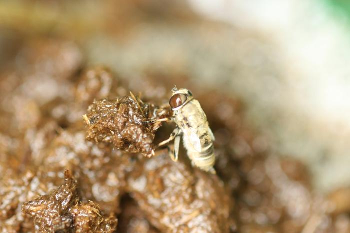 Rat-tailed maggot/Drone fly adult (Eristalis tenax)