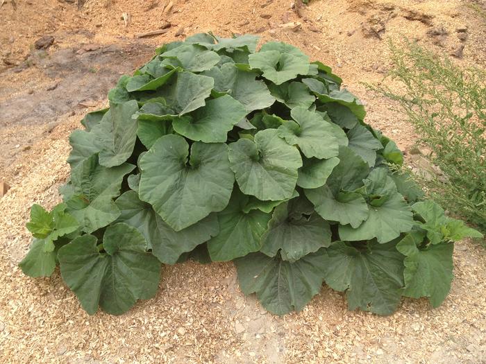 squash plant