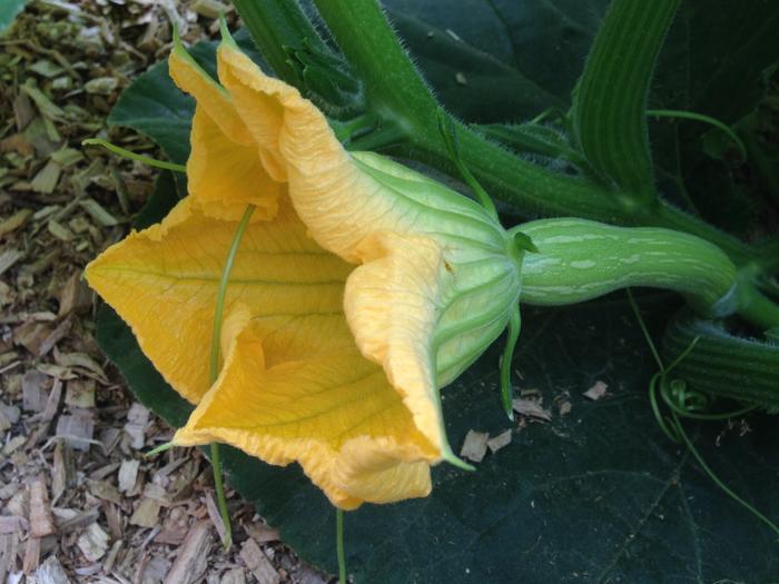 female squash blossom