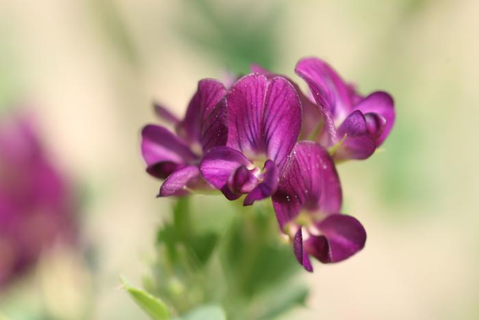 Alfalfa (Medicago sativa)