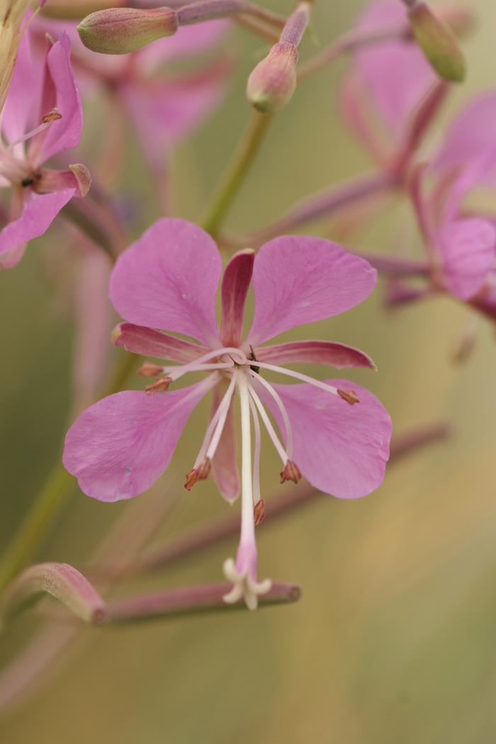 Fireweed flower(Chamerion angustifolium)