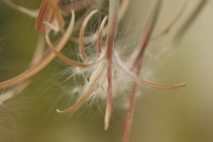 Fireweed seed pod(Chamerion angustifolium)