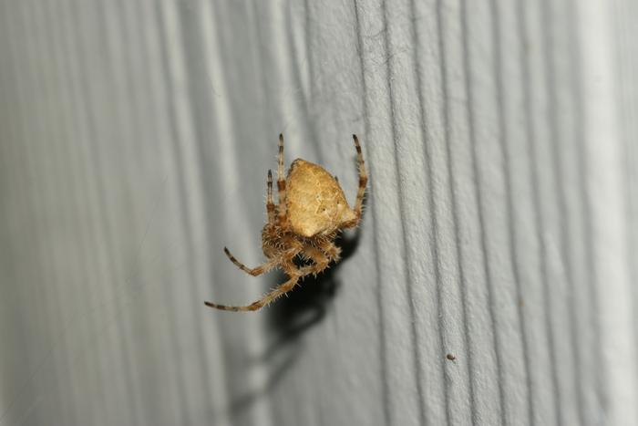 Cat-Faced Spider (Araneus gemmoides)