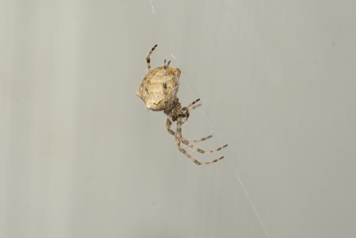 Cat-Faced Spider (Araneus gemmoides)