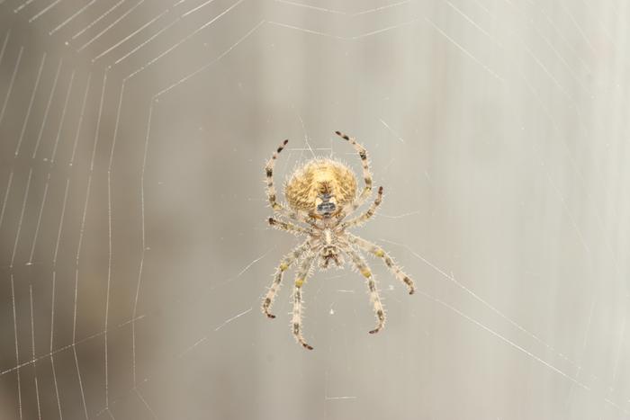 Cat-Faced Spider (Araneus gemmoides)