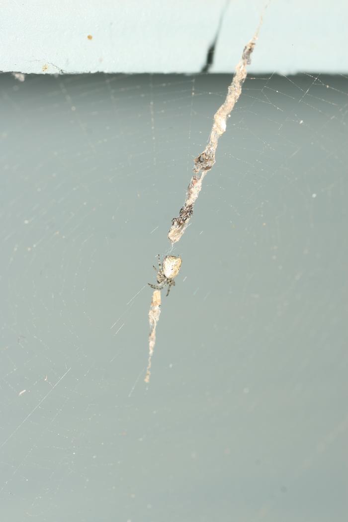 mystery spider