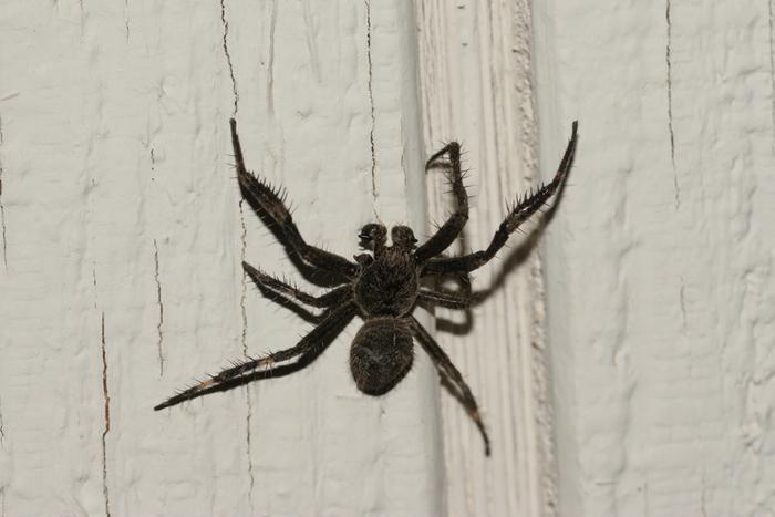 mystery spider