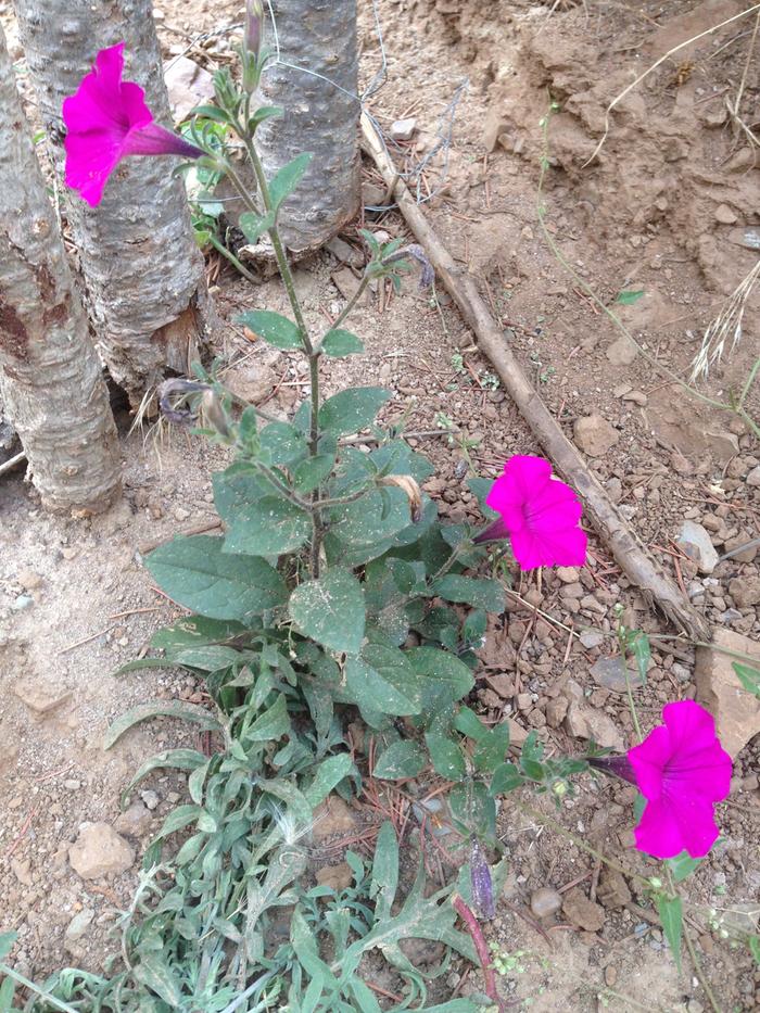 Wild Petunia (Petunia integrifolia)