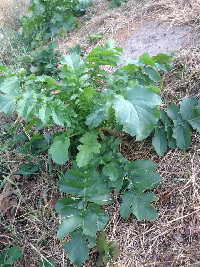 Daikon radish (Raphanus sativus)