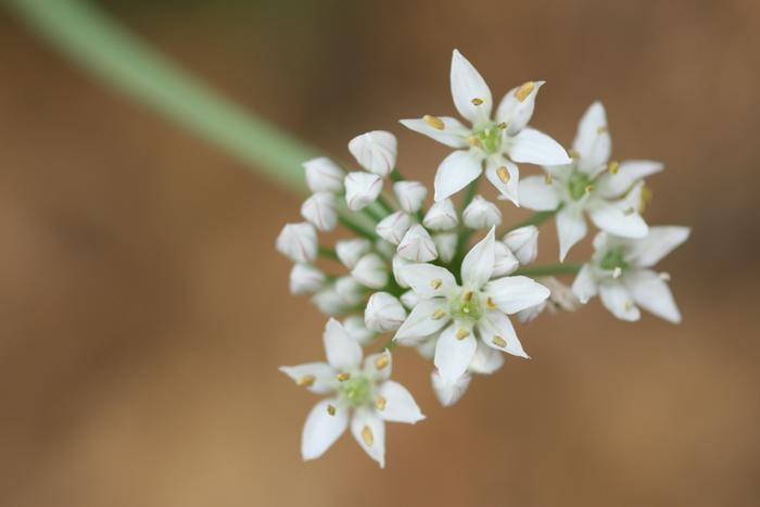 Garlic chives (Allium tuberosum)