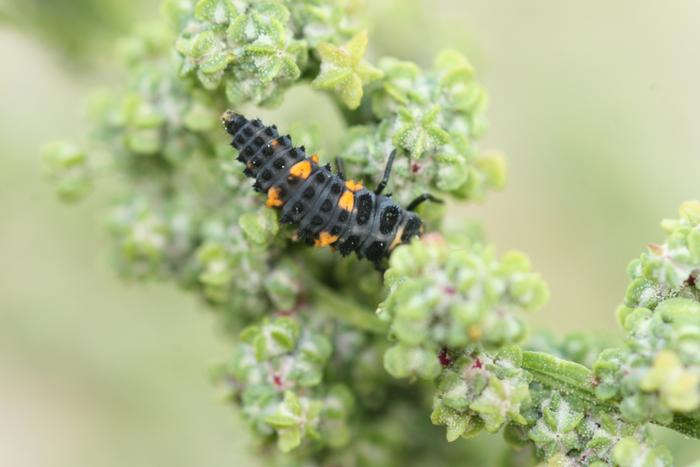 Ladybug larva