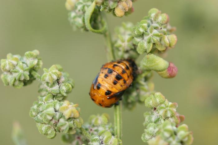 Ladybug pupa