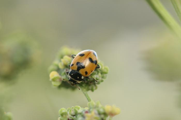 Ladybug