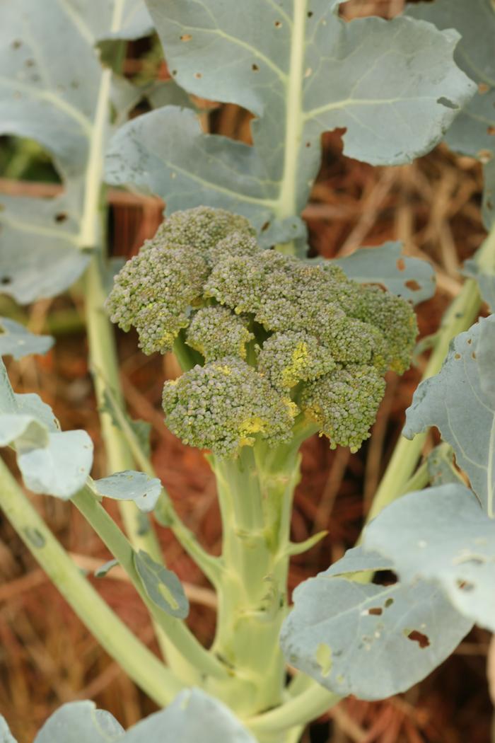 broccoli