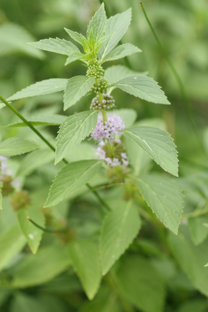 Wild mint (Mentha arvensis)