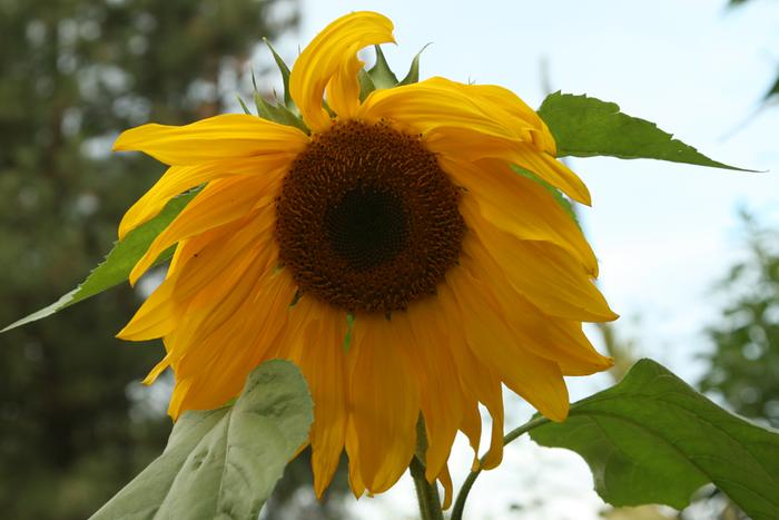 sunflower