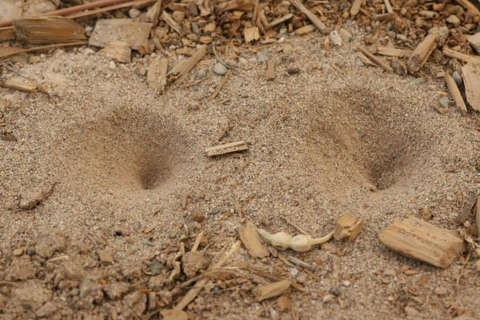 Antlion sandtraps