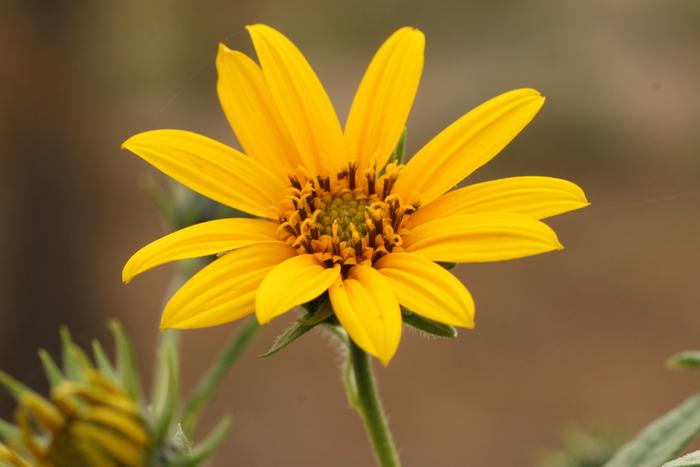 Sunchoke flower