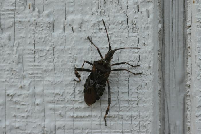 Western conifer seed bug (Leptogolossus occidentalis)