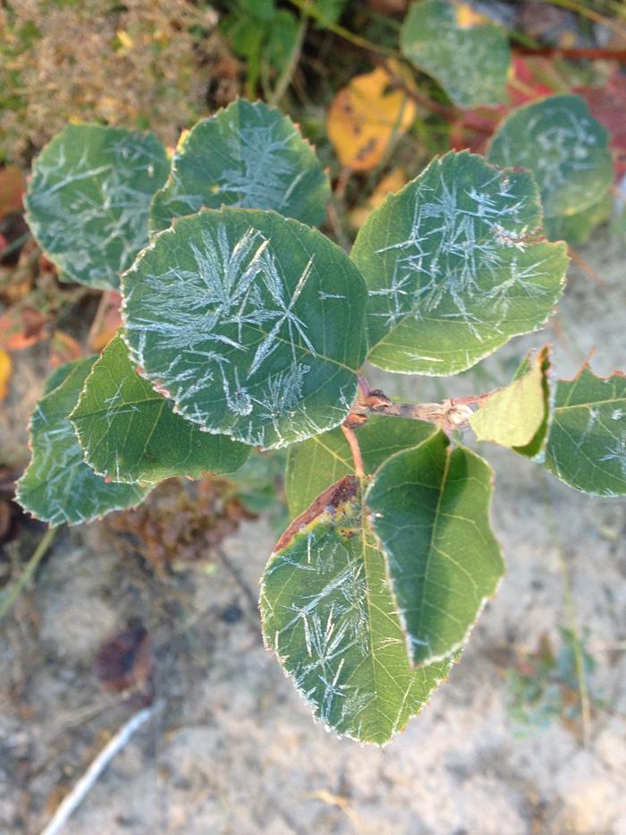 frosty saskatoon