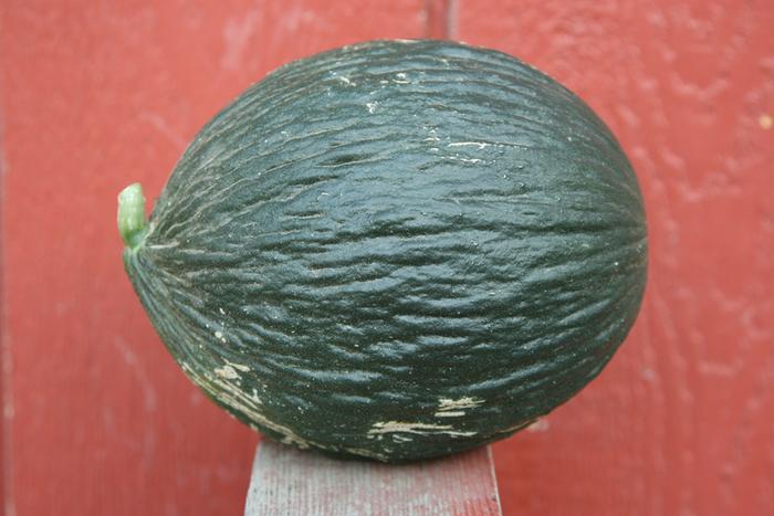 Valencia Winter Melon