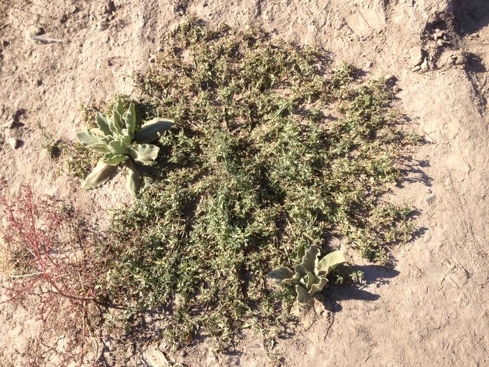 Cutleaf Nightshade (Solanum triflorum) spreading form