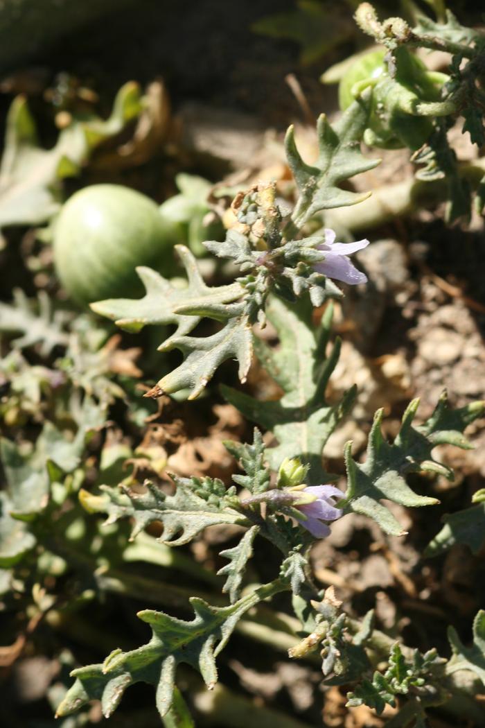 Cutleaf Nightshade (Solanum triflorum) flowers