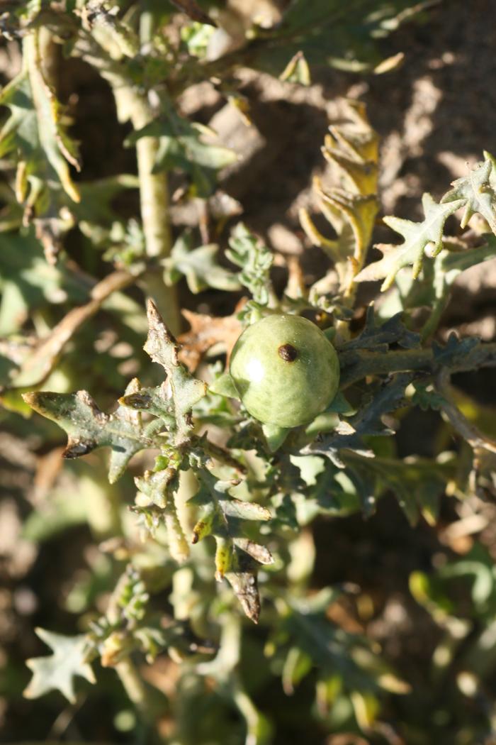 Cutleaf Nightshade (Solanum triflorum) fruit