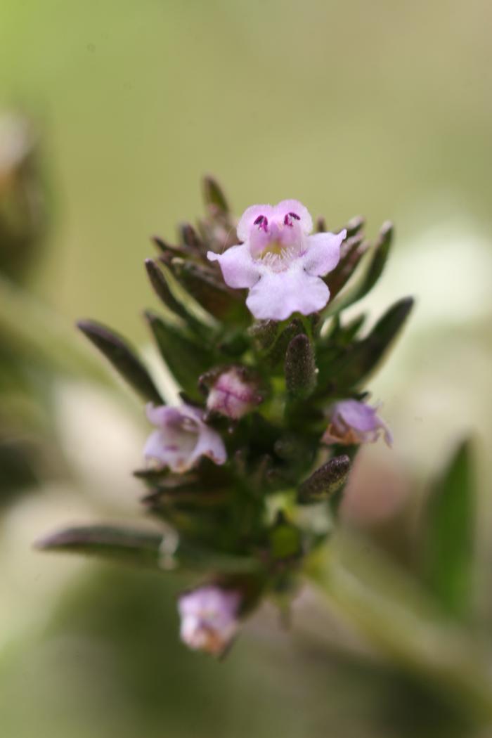 oregano