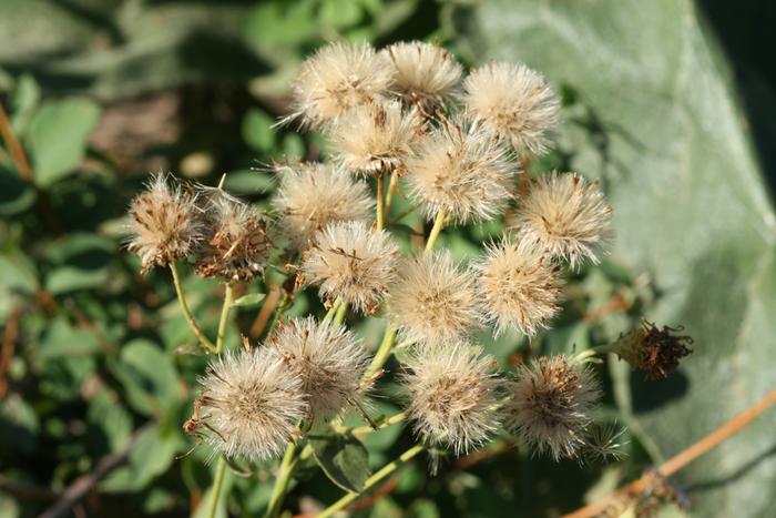 aster going to seed