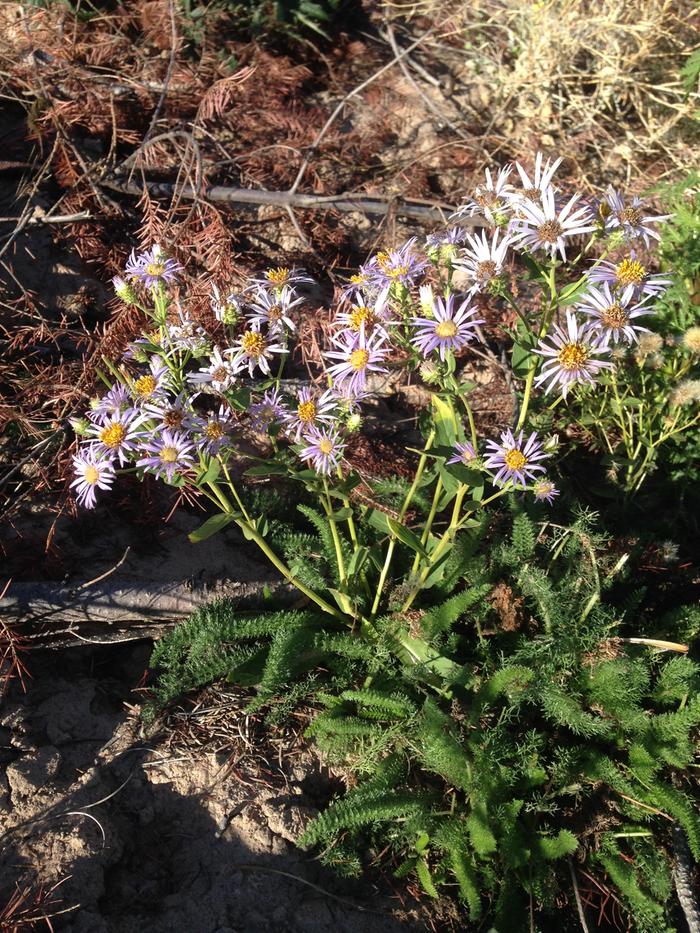 aster in bloom