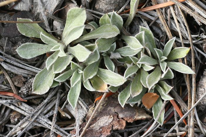 pussytoes from the genus Antennaria