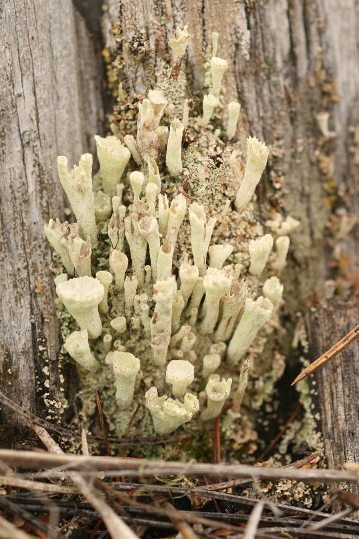 unidentified lichen